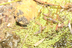 Philonotis australiensis