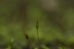 Philonotis australiensis