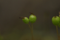 Philonotis australiensis