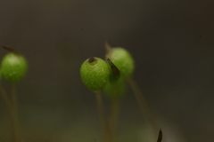 Philonotis australiensis