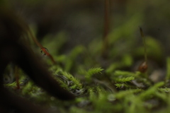 Philonotis australiensis