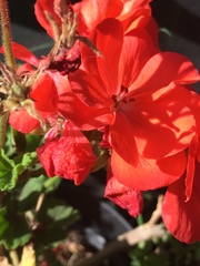 Pelargonium × hybridum