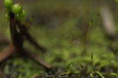 Philonotis australiensis