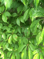 Parthenocissus quinquefolia