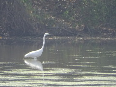 Ardea alba