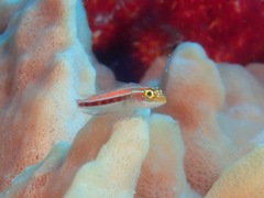Helcogramma striata