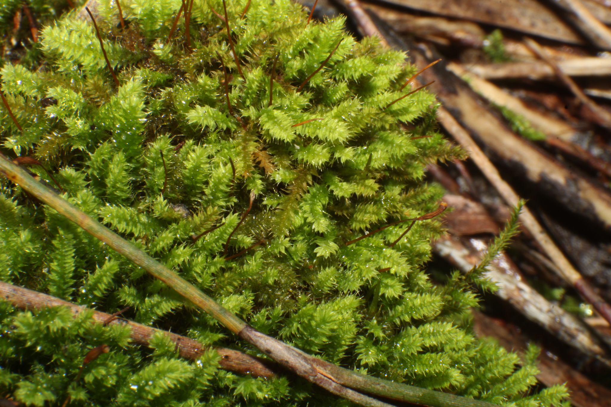 Racopilum cuspidigerum