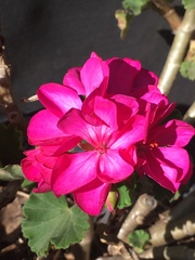Pelargonium × hybridum