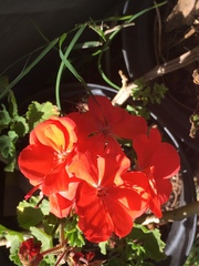 Pelargonium × hybridum