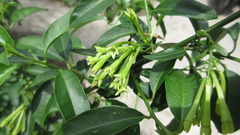 Cestrum