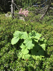 Adenostyles alliariae