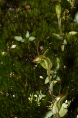 Pterostylis parva