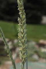 Elymus magellanicus