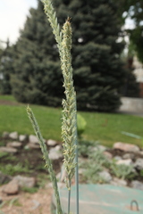 Elymus magellanicus