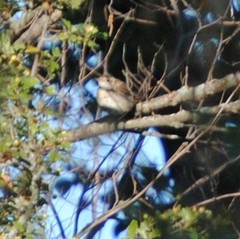 Luscinia megarhynchos