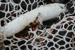 Coleoptera