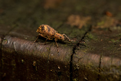 Eusomidius rostralis