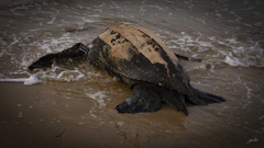 Dermochelys coriacea