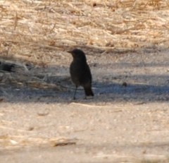 Phoenicurus ochruros