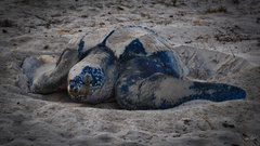 Dermochelys coriacea