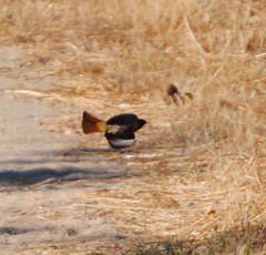 Phoenicurus ochruros