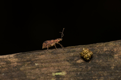 Eusomidius rostralis