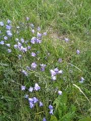 Campanula rotundifolia