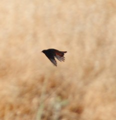 Phoenicurus ochruros