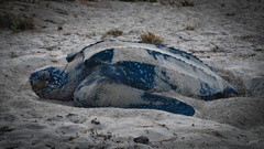 Dermochelys coriacea