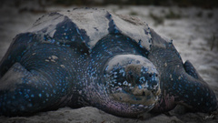 Dermochelys coriacea