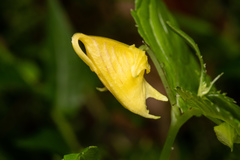 Impatiens tayemonii