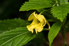 Impatiens tayemonii