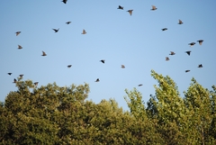 Sturnus unicolor