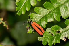 Dilophotes atricollis