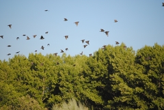 Sturnus unicolor