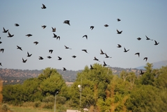 Sturnus unicolor