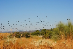 Sturnus unicolor