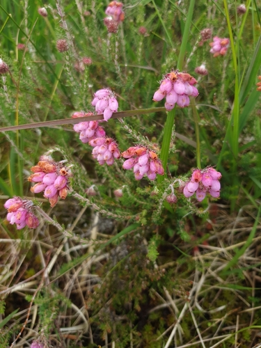 Cross-leaved Heath