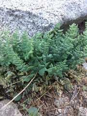 Pellaea bridgesii