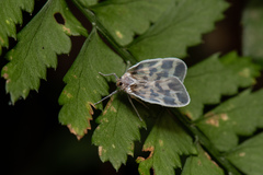 Borysthenes maculatus