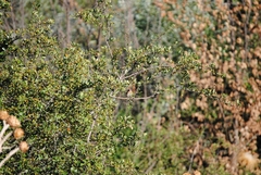 Carduelis carduelis
