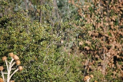 Carduelis carduelis