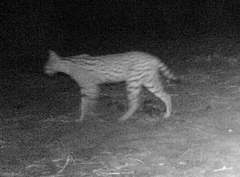 Leptailurus serval constantina