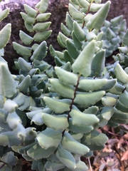 Pellaea bridgesii