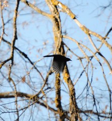 Turdus merula