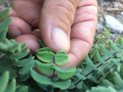 Pellaea bridgesii