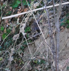 Luscinia megarhynchos