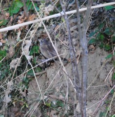 Luscinia megarhynchos