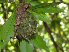 Calligaster himalayensis