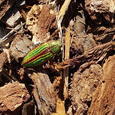 Buprestis aurulenta